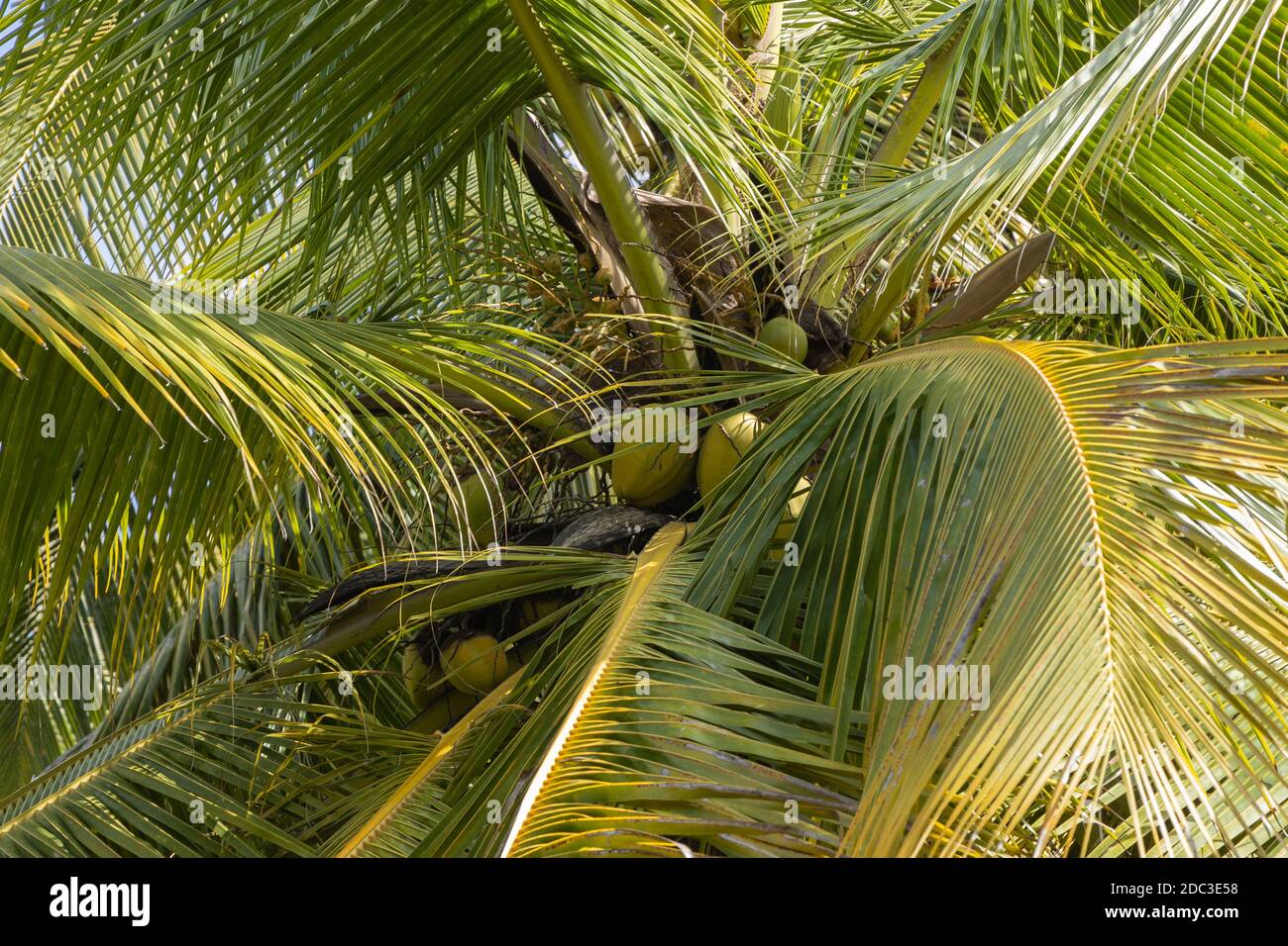 Mise au point sélective et image de gros plan des fruits frais de la noix de coco suspendu sur l'arbre de noix de coco en orientation paysage Banque D'Images