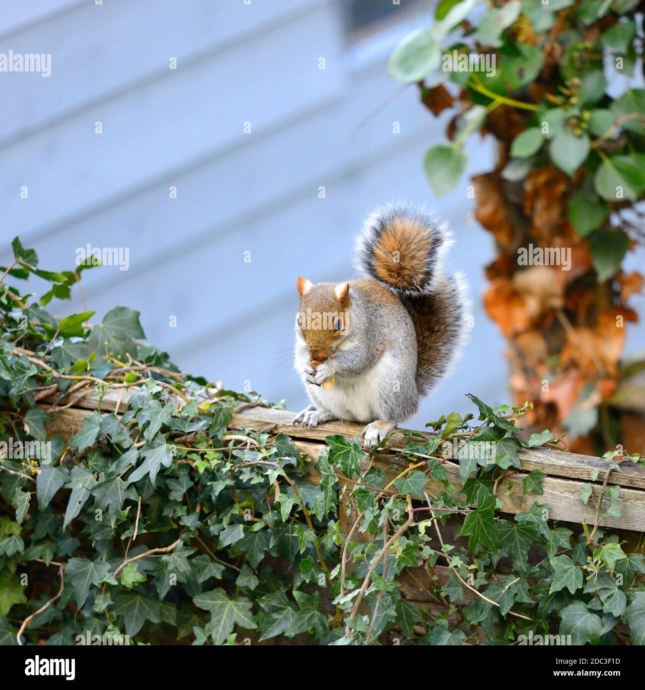 Écureuil gris (écureuil gris de l'est / écureuil gris) Sciurus carolinensis. Sur une clôture de jardin, manger un écrou. Novembre, Kent, Royaume-Uni. Banque D'Images