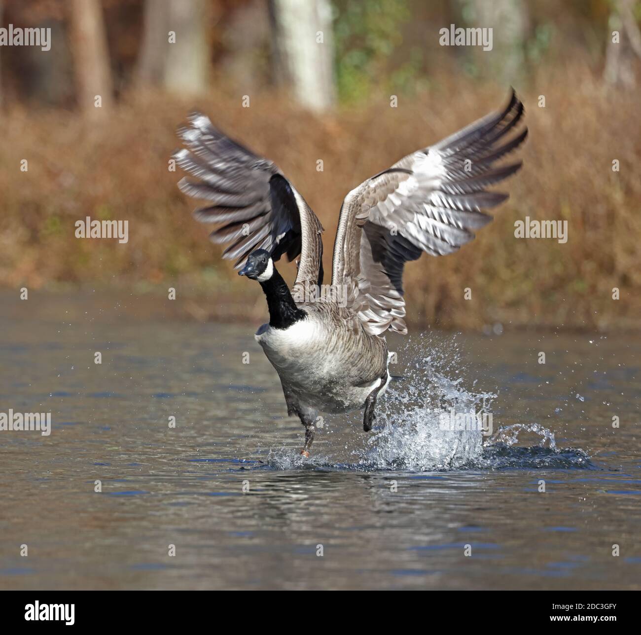 Bernache du Canada (Branta canadensis), Maryland Banque D'Images
