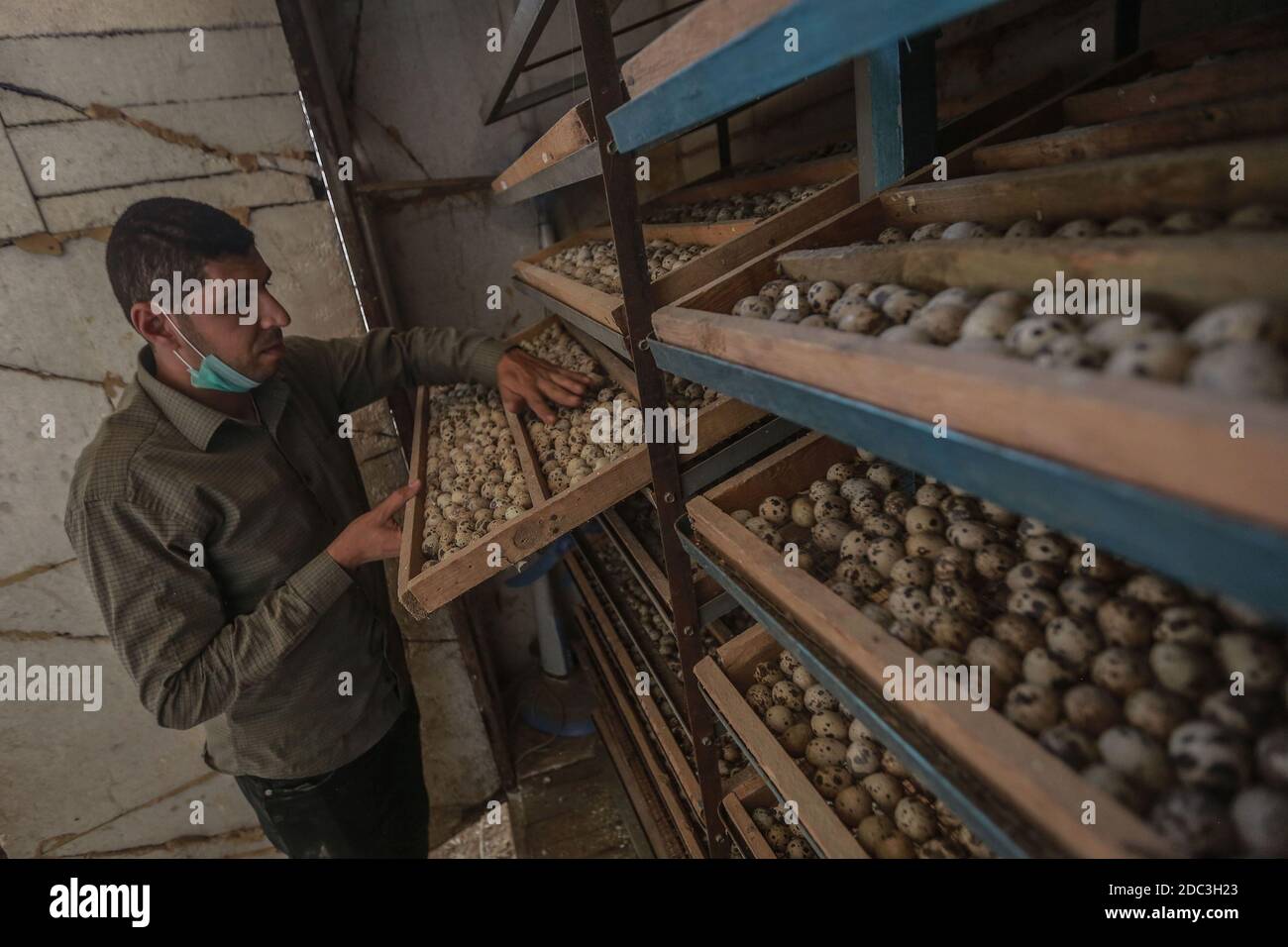 Khan Yunis, Territoires palestiniens. 18 novembre 2020. Un homme palestinien vérifie les œufs de caille à l'intérieur d'un incubateur dans une écloserie où les oiseaux migrateurs sont élevés. Il y a une demande accrue de viande de caille à Gaza en raison de son prix bon marché, qui a inspiré Ibrahim Abu Odeh à établir une ferme où les oiseaux sont vaccinés et où les œufs sont placés dans des incubateurs spéciaux pour accélérer le processus d'éclosion et produire plus de viande de caille. Credit: Mohammed Talatene/dpa/Alay Live News Banque D'Images