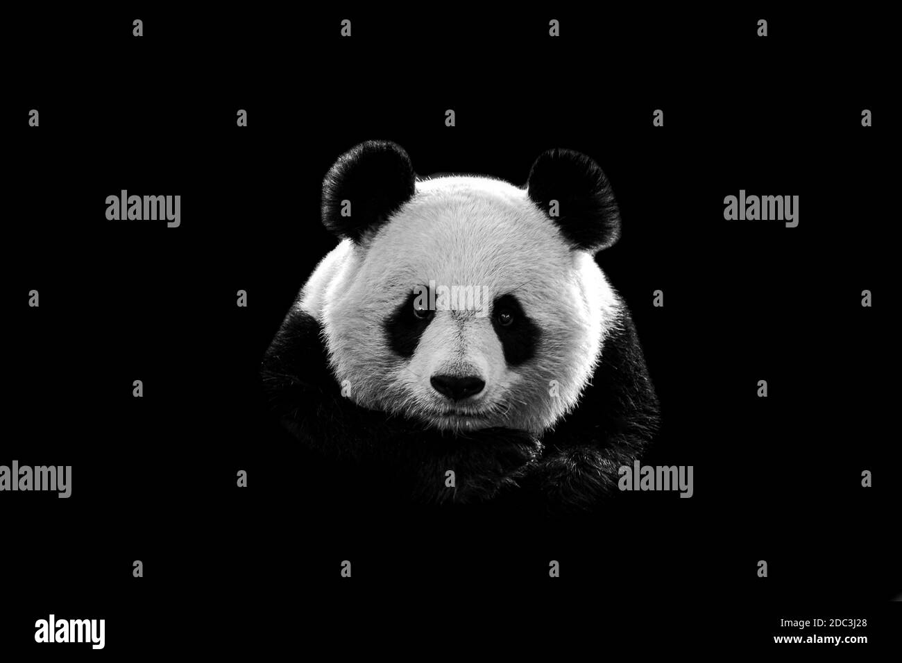 Portrait de panda avec un fond noir Banque D'Images Portrait de panda avec un fond noir Banque D'Images