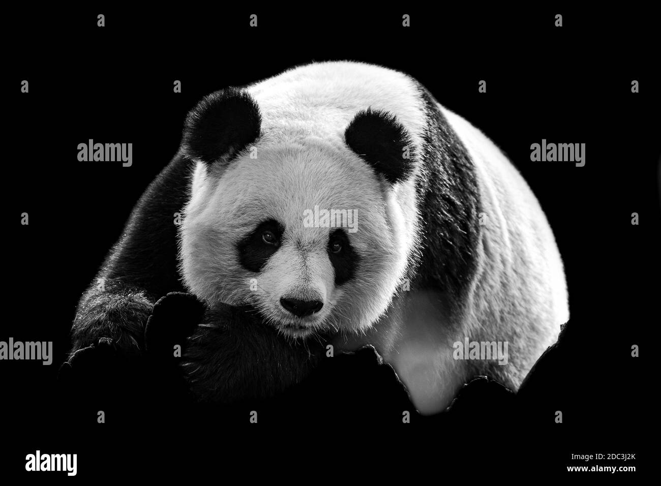Portrait de panda avec un fond noir Banque D'Images Portrait de panda avec un fond noir Banque D'Images