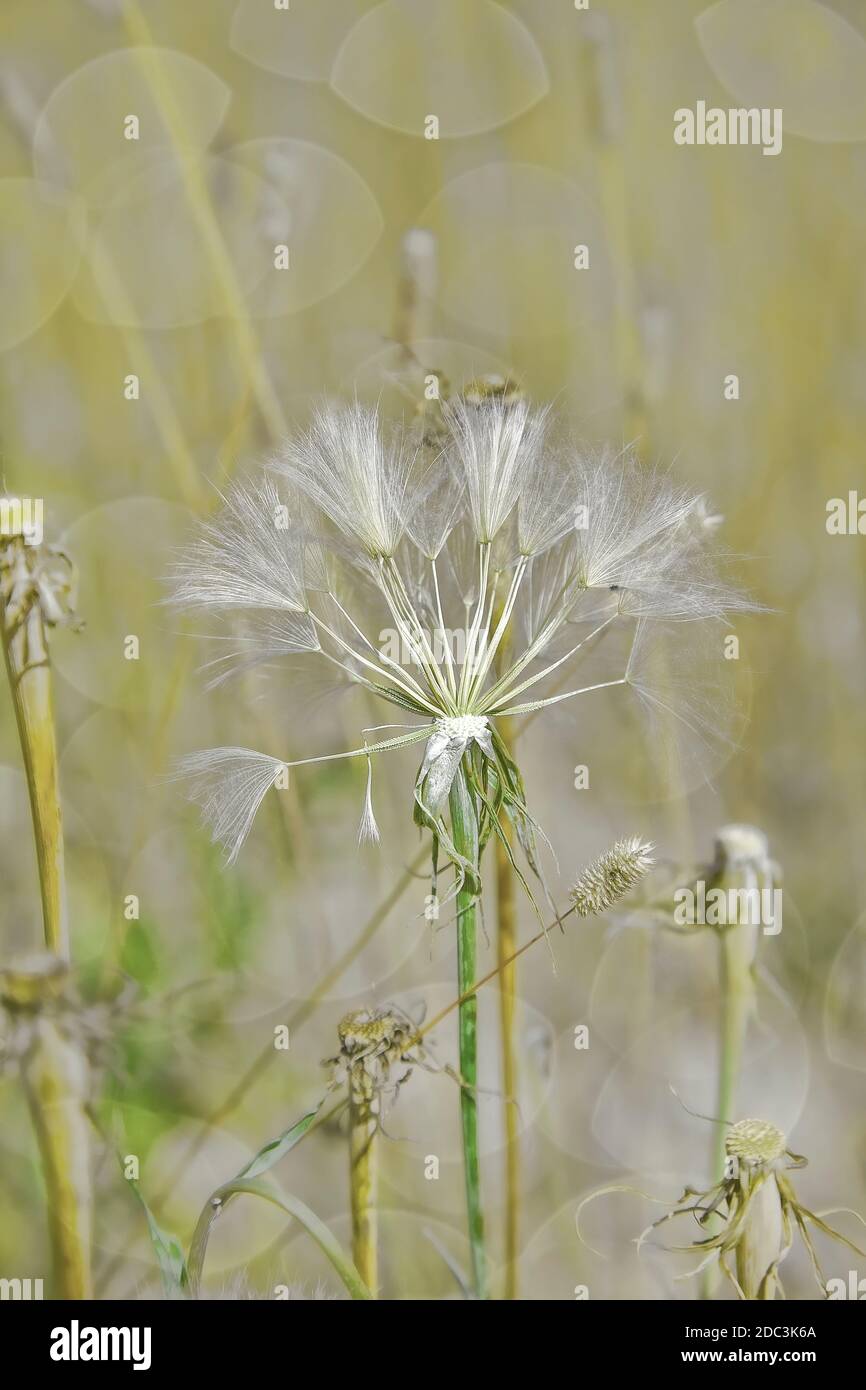 Lueur d'or d'une mauvaise herbe de pissenlit avec le soleil réglage Banque D'Images