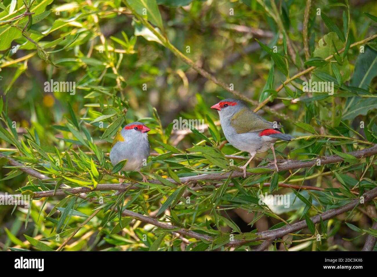 Finch Neochmia temporalis O'Reilly's Rainforest Retreat, Queensland, Australie 10 novembre 2019 Adultes Estrildidae Banque D'Images