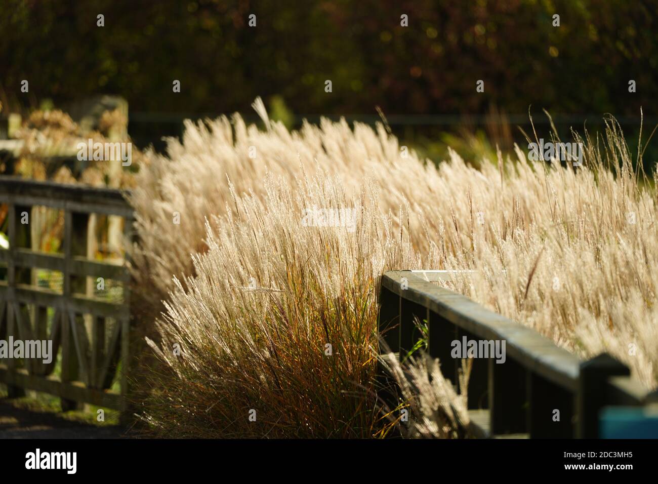 De l'herbe de marais longue au London Wetland Centre de Barnes. Date de la photo: Mardi 3 novembre 2020. Photo: Roger Garfield/Alamy Banque D'Images