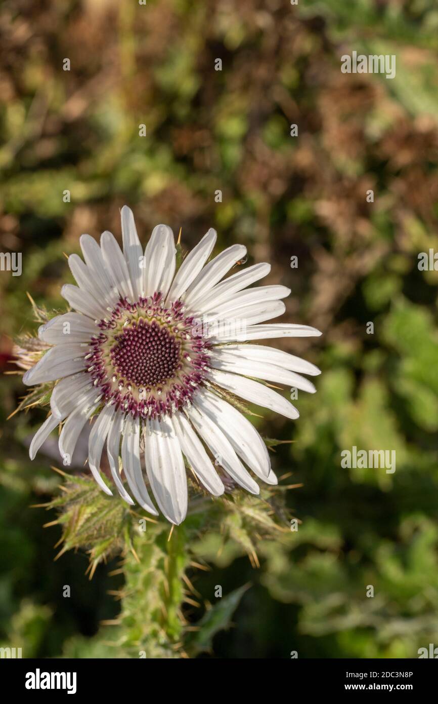 Berkheya Purpurea – Zulu Warrior, une fleur spectaculaire semblable à une Marguerite, portrait de fleur naturel Banque D'Images