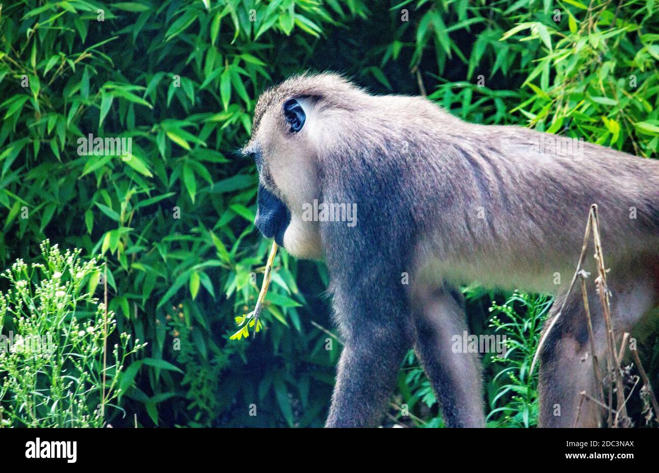 Vue latérale d'une perceuse. Ce sont des primates de la famille des Cercopithecidae, Mandrillus leucophaeus Banque D'Images