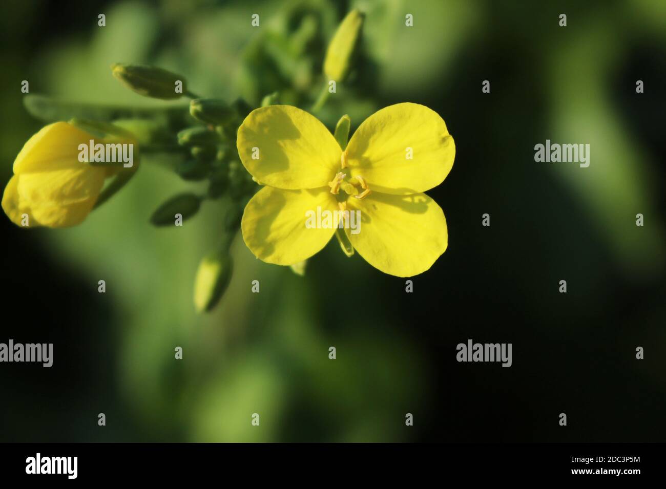 Fleur de moutarde (Brassica) en gros plan dans un champ de moutarde Banque D'Images