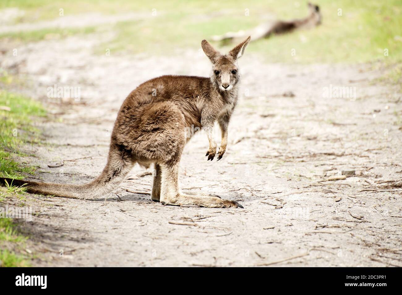 Kangourou australien sauvage de l'Est (Macropus giganteus - kangourou gris) Banque D'Images