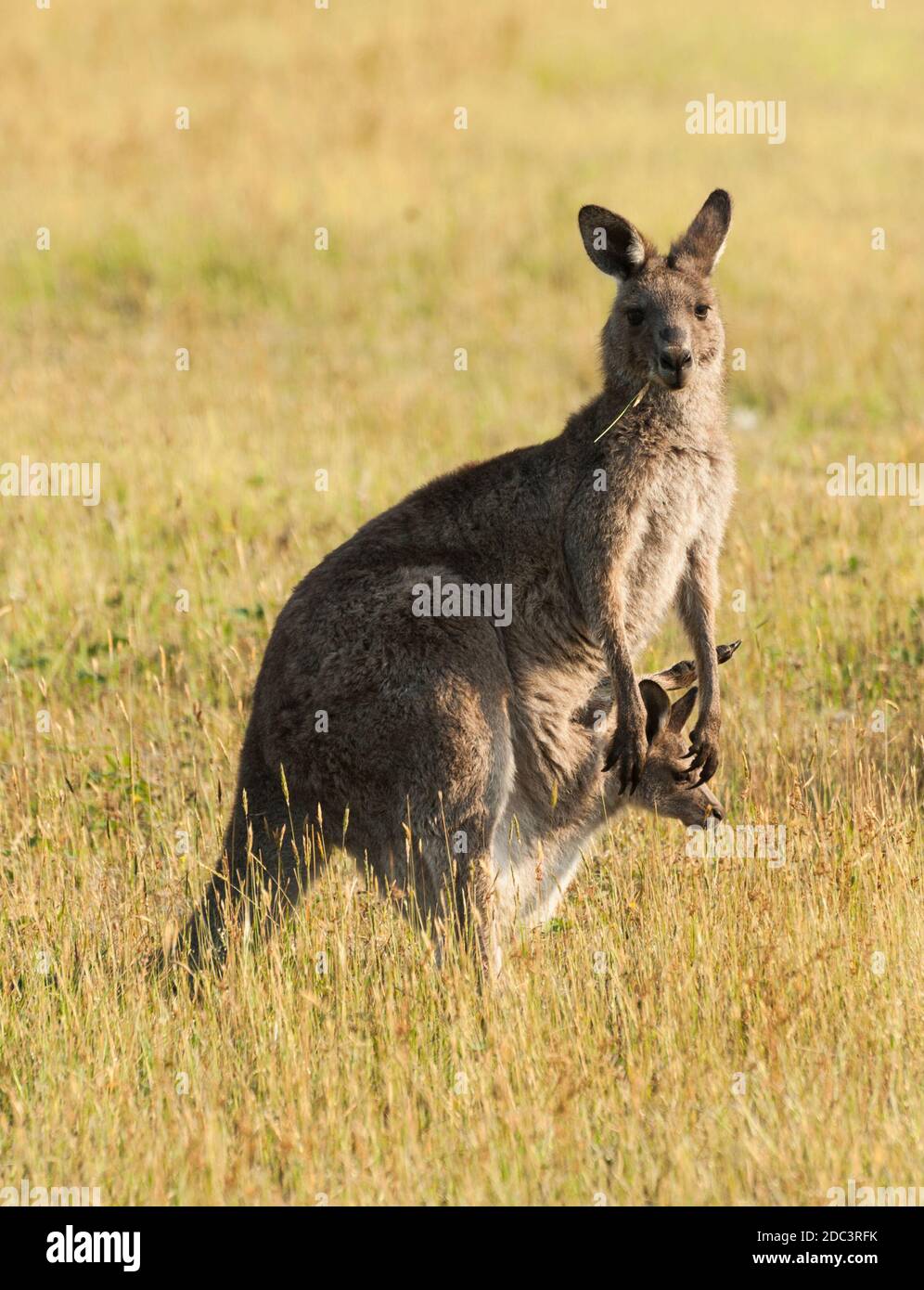 Australie sauvage kangourou femelle kangourou gris de l'Est (Macropus giganteus) - avec une pochette de Joey Banque D'Images