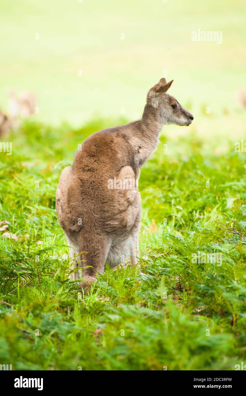 Kangourou australien sauvage de l'Est (Macropus giganteus - kangourou gris) Banque D'Images