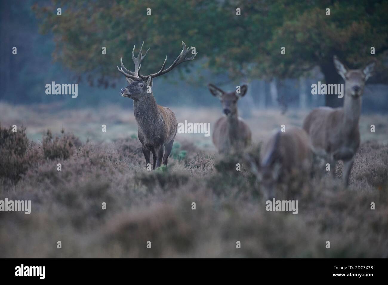 Groupe de cerfs rouges pendant la saison de rutting avec le concentrez-vous sur un grand cerf Banque D'Images