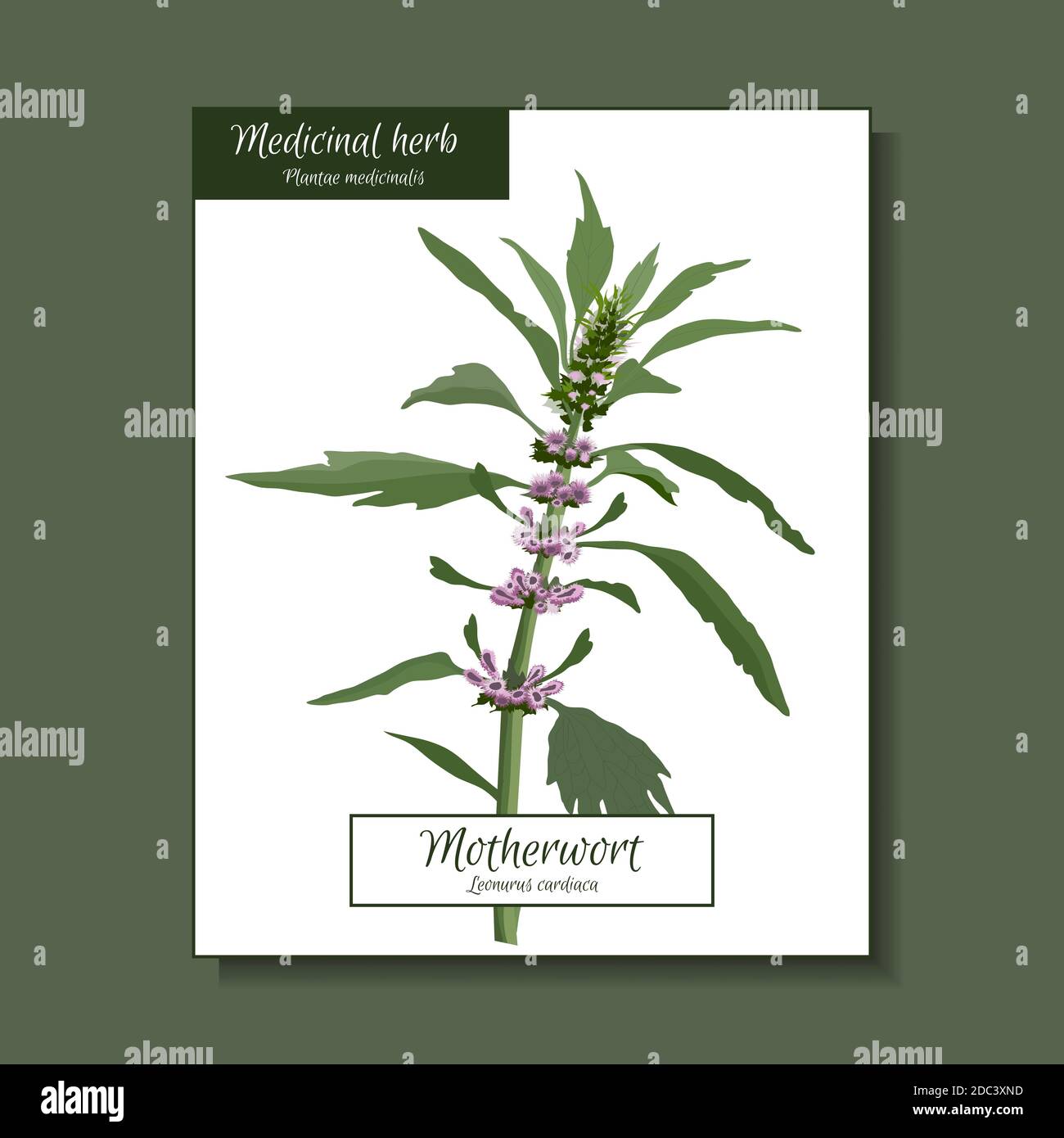 Illustration botanique vectorielle. Plante de millepertuis. Usine médicale. Illustration de Vecteur