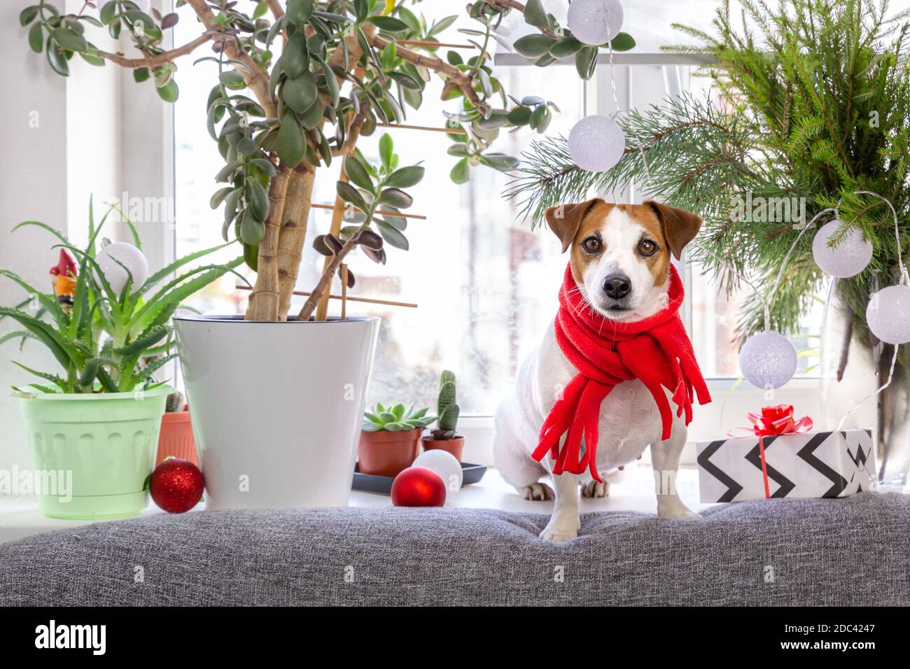 Un beau chien Jack Russell Terrier dans un foulard rouge est assis sur un rebord de fenêtre entouré de fleurs intérieures, branches de sapin et décorations de Noël an Banque D'Images