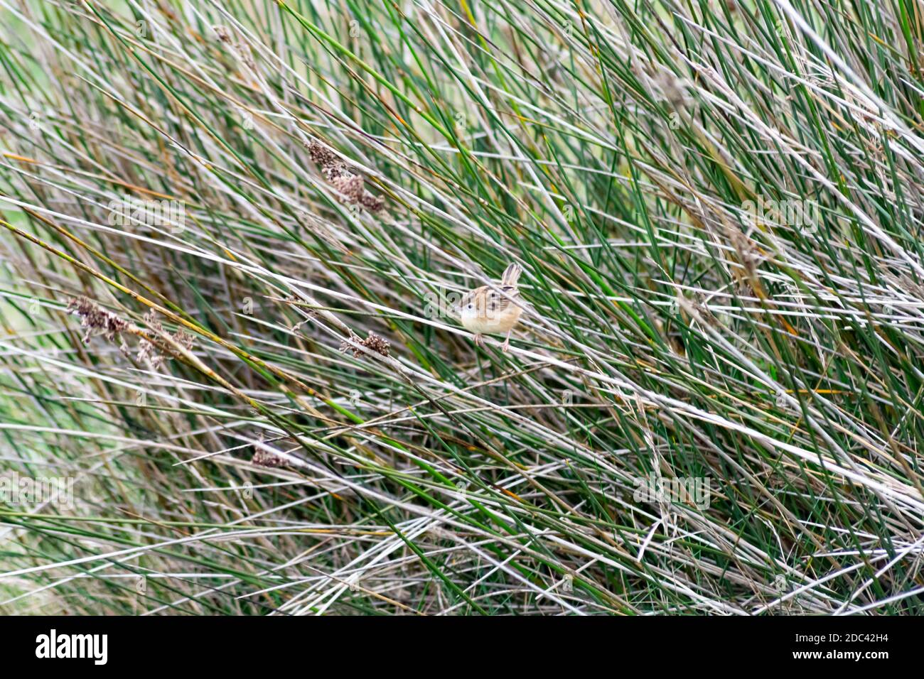 Cisticola Juncidis petit oiseau Banque D'Images