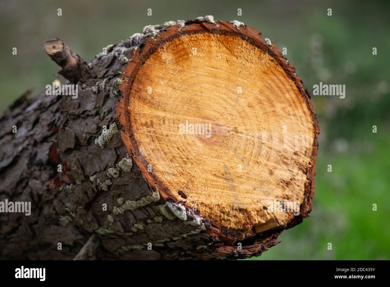 PIN arbre bois frais de cuted, croissant des anneaux sur les arbres, ce qui signifie les saisons Banque D'Images