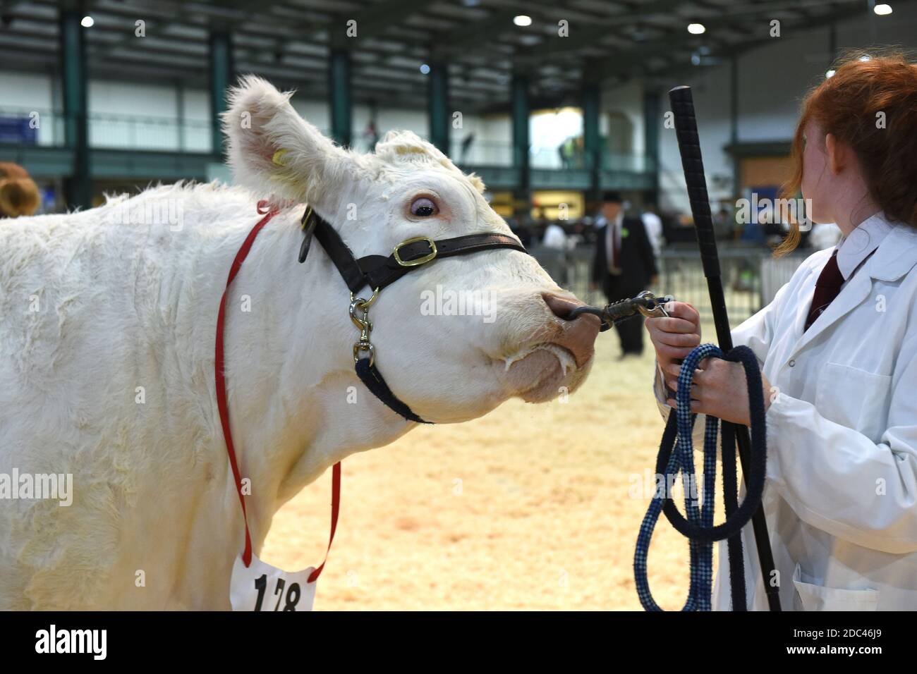 Bull avec anneau à travers son nez Staffordshire County Show Banque D'Images