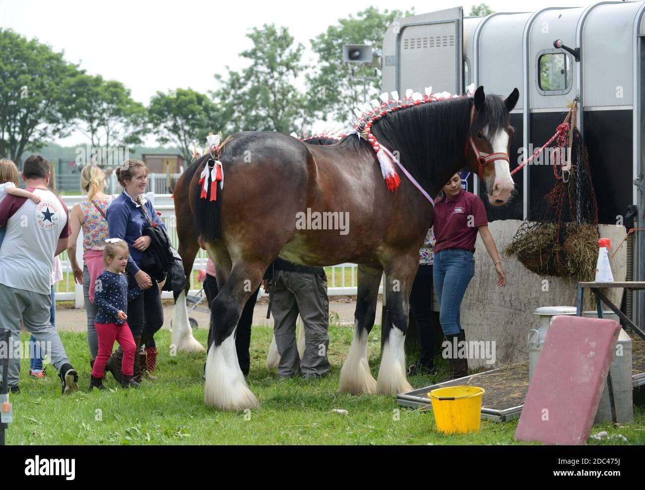 Shire Horse au Staffordshire County Show Banque D'Images