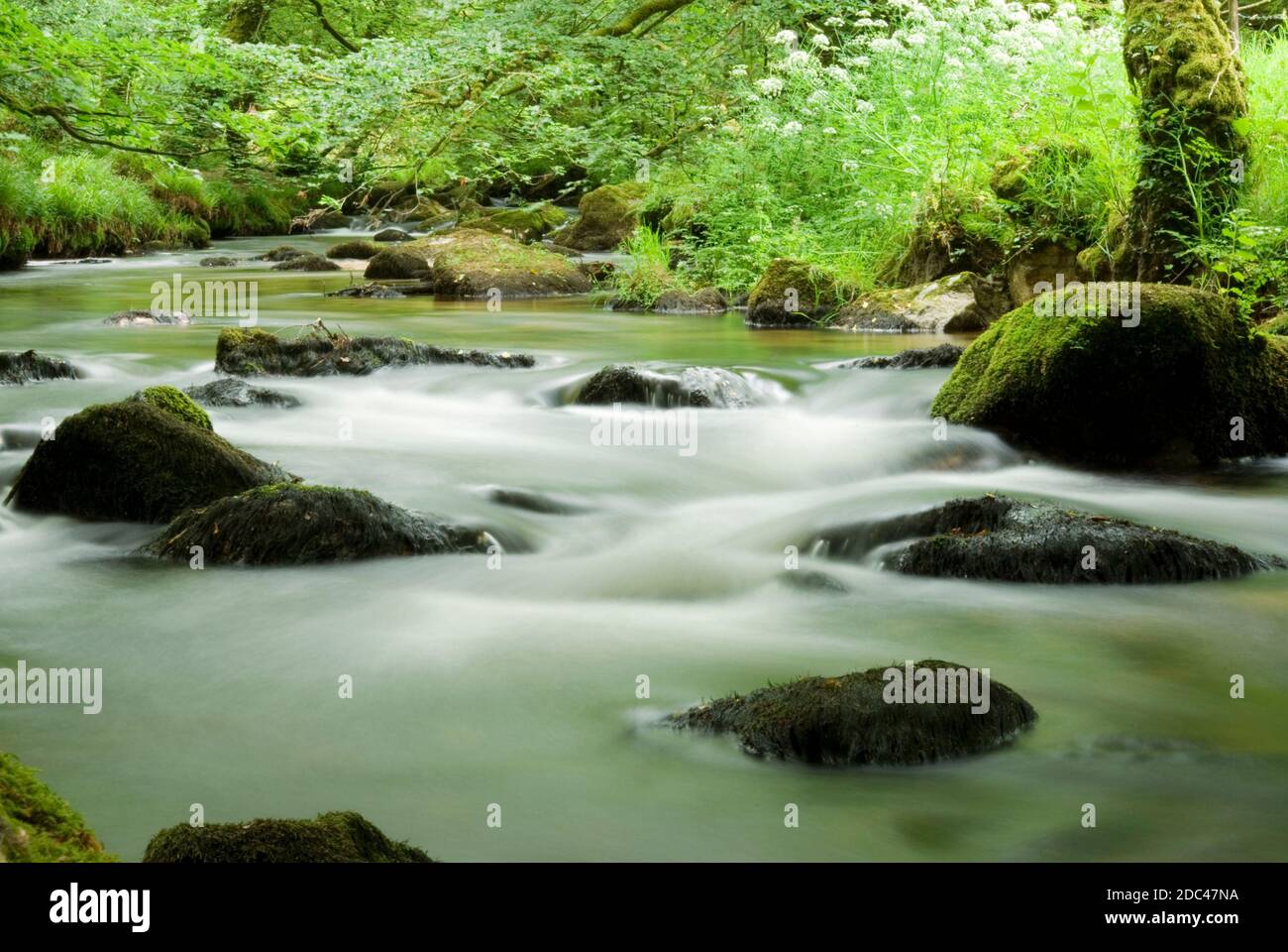 Golitha Falls, Cornwall Banque D'Images