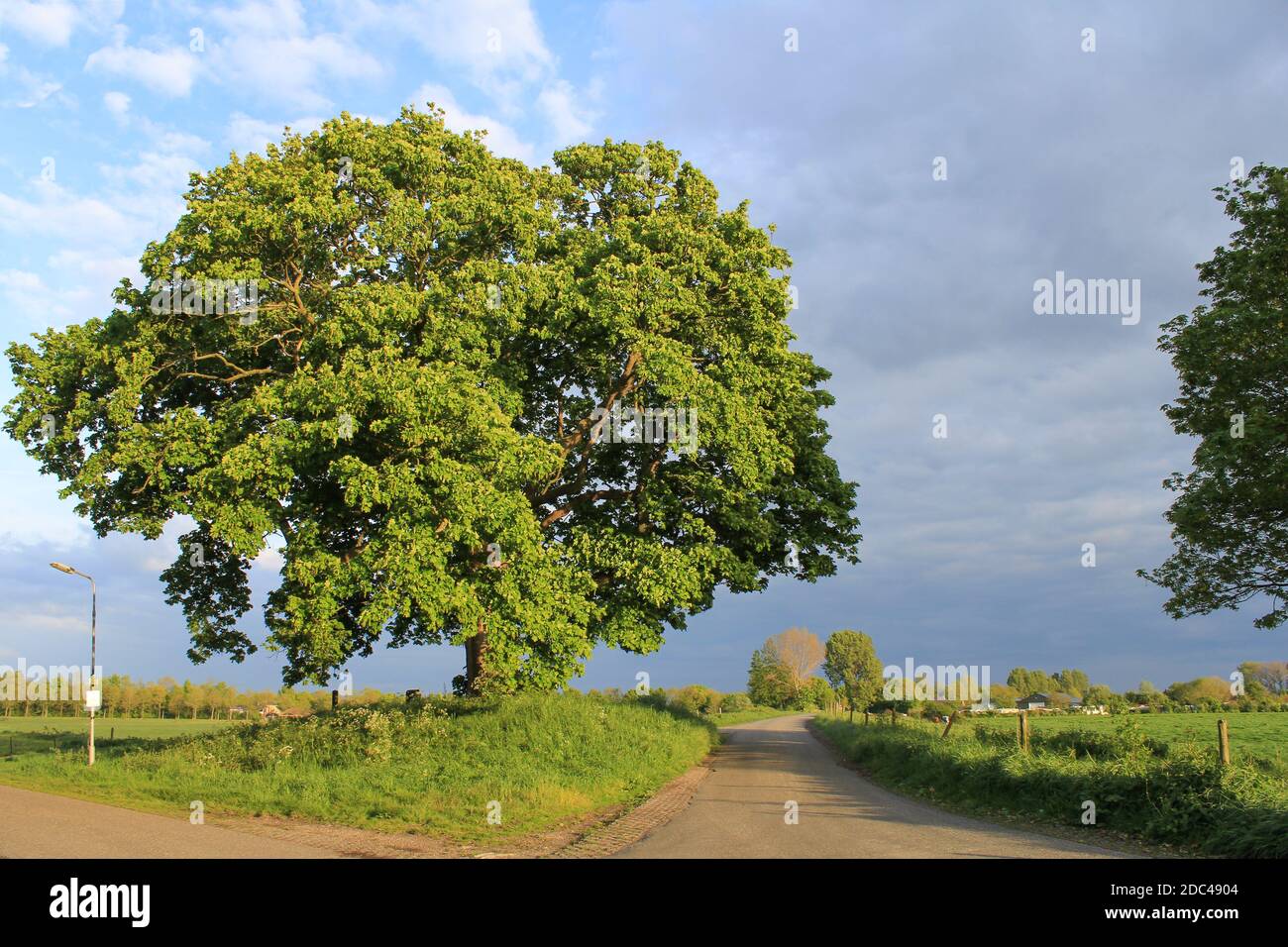 un grand sycomore (érable) avec des feuilles vertes à une intersection de routes dans la campagne de hulst, zeeland, pays-bas à une soirée au printemps Banque D'Images