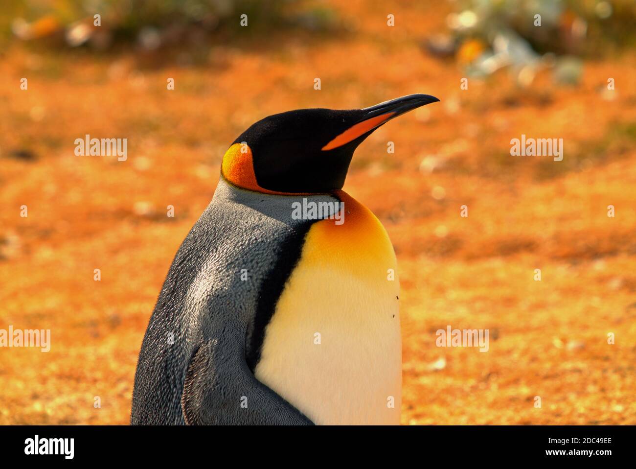 Une vue rapprochée d'un pingouin roi, mais ses plumes noires le rendent invisible à ses yeux. Banque D'Images