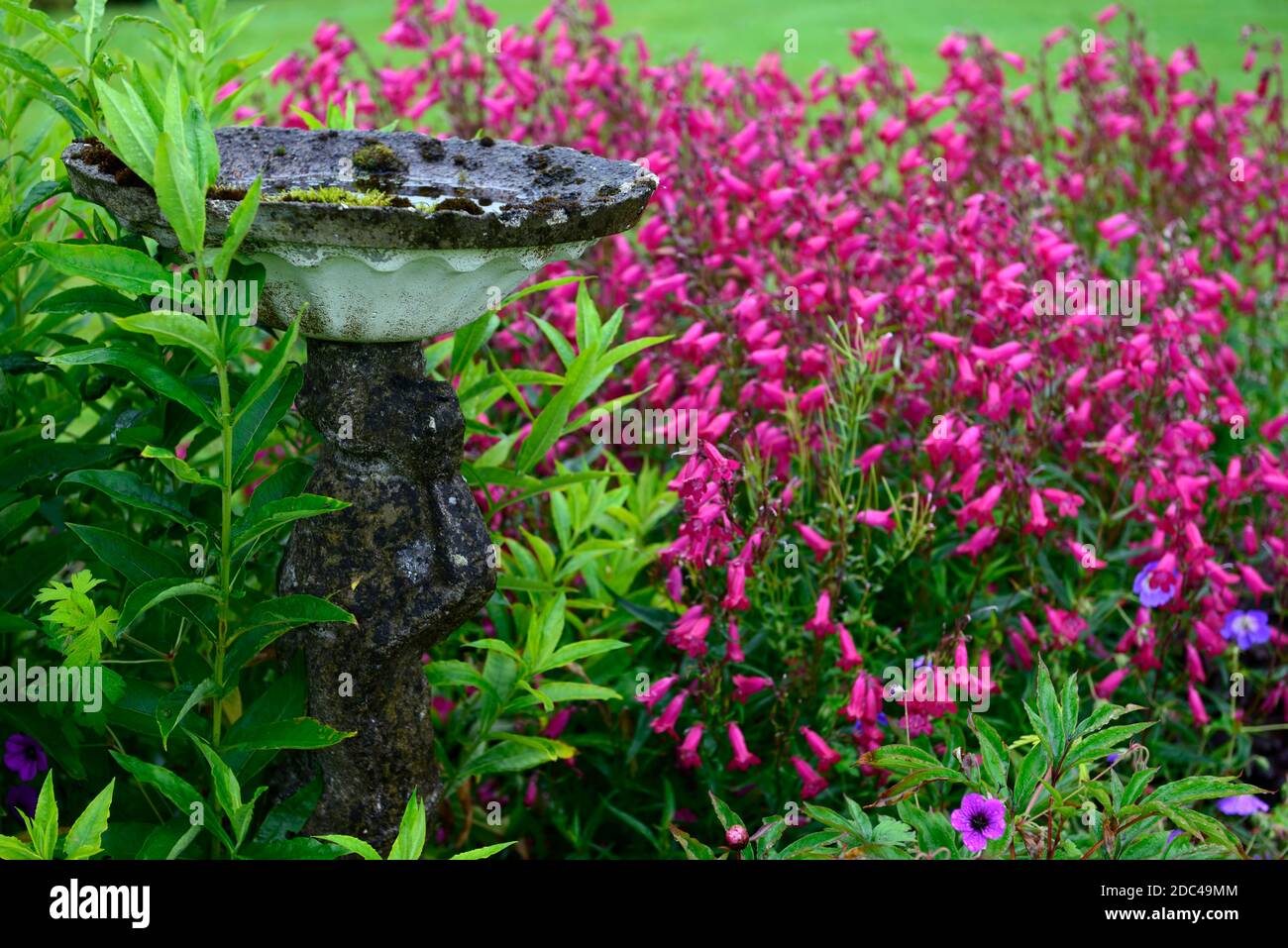 Bain d'oiseaux,eau feature,béton feature,jardin feature,Penstemon Garnet,syn,Penstemon Andenken an Friedrich Hahn, fleurs rouges,fleur,fleur,r Banque D'Images