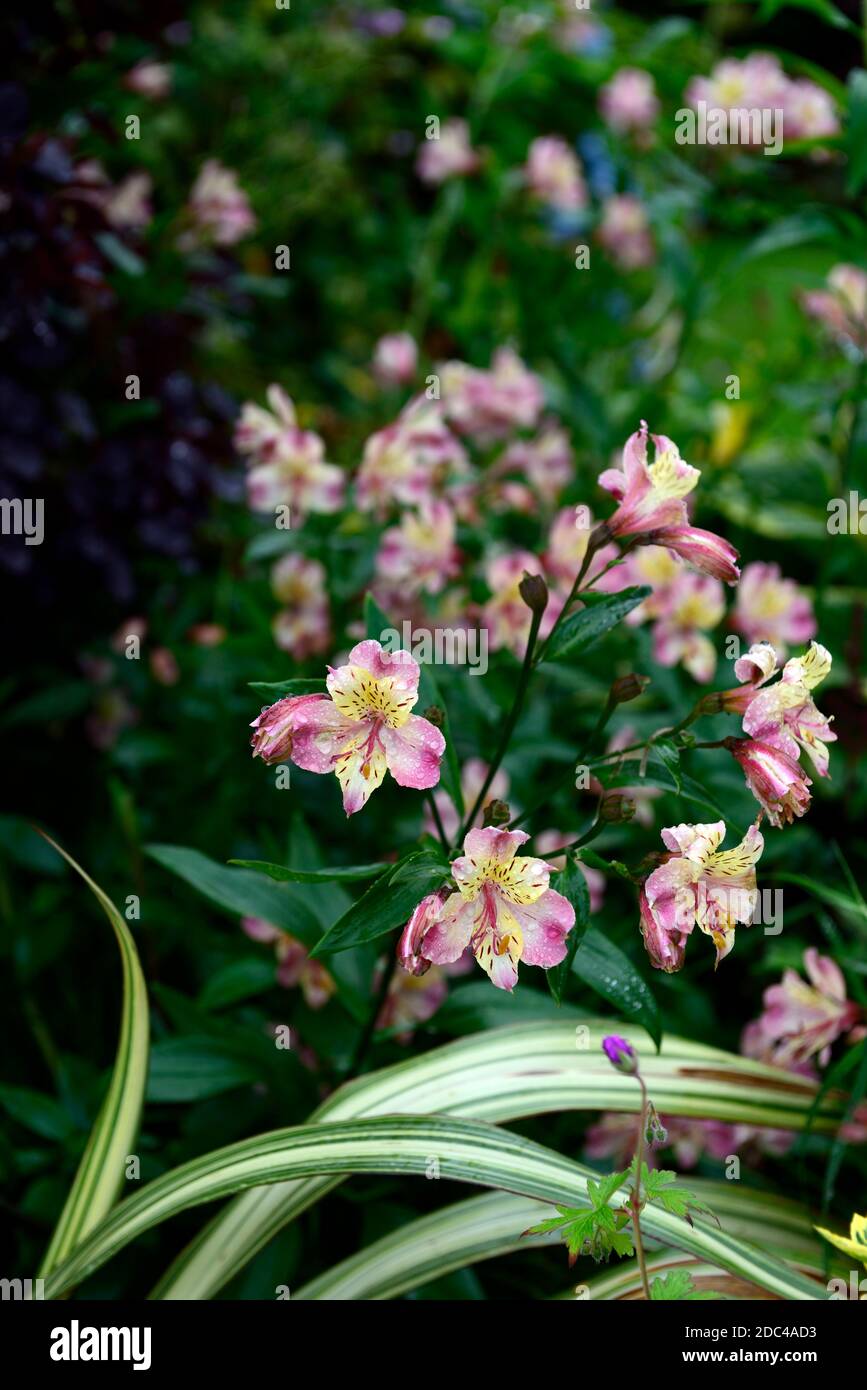 Alstroemeria jardin bijou pêches,nénuphars,rose pêche fleur jaune,fleurs,fleurs,vivaces,fleurs coupées,RM Floral Banque D'Images