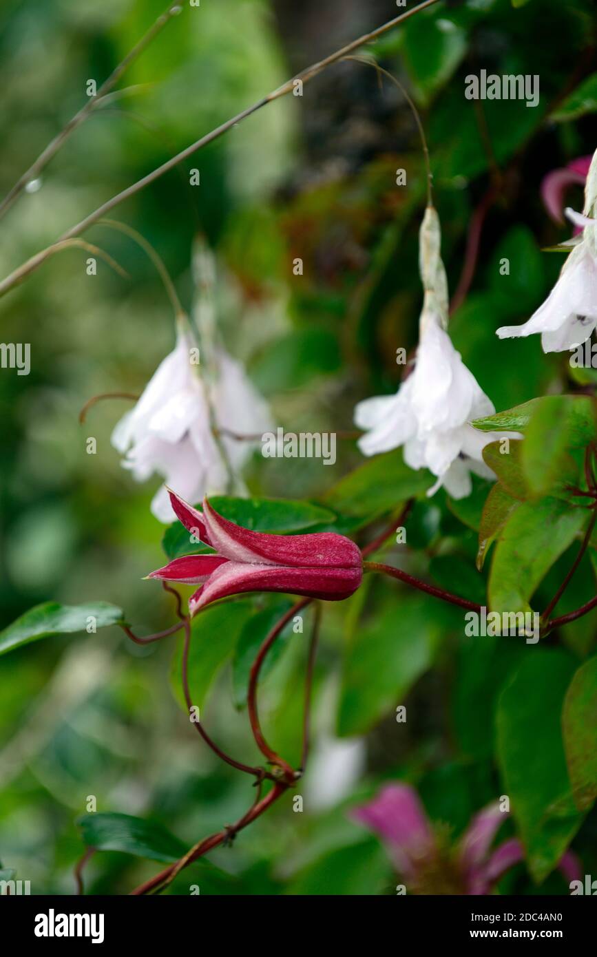 Clematis texensis Princesse Diana,fleurs rose rouge vif,grimpeurs,dierama pulcherrimum guinevere,fleurs blanches,fleurs,anges canne à pêche, peren Banque D'Images