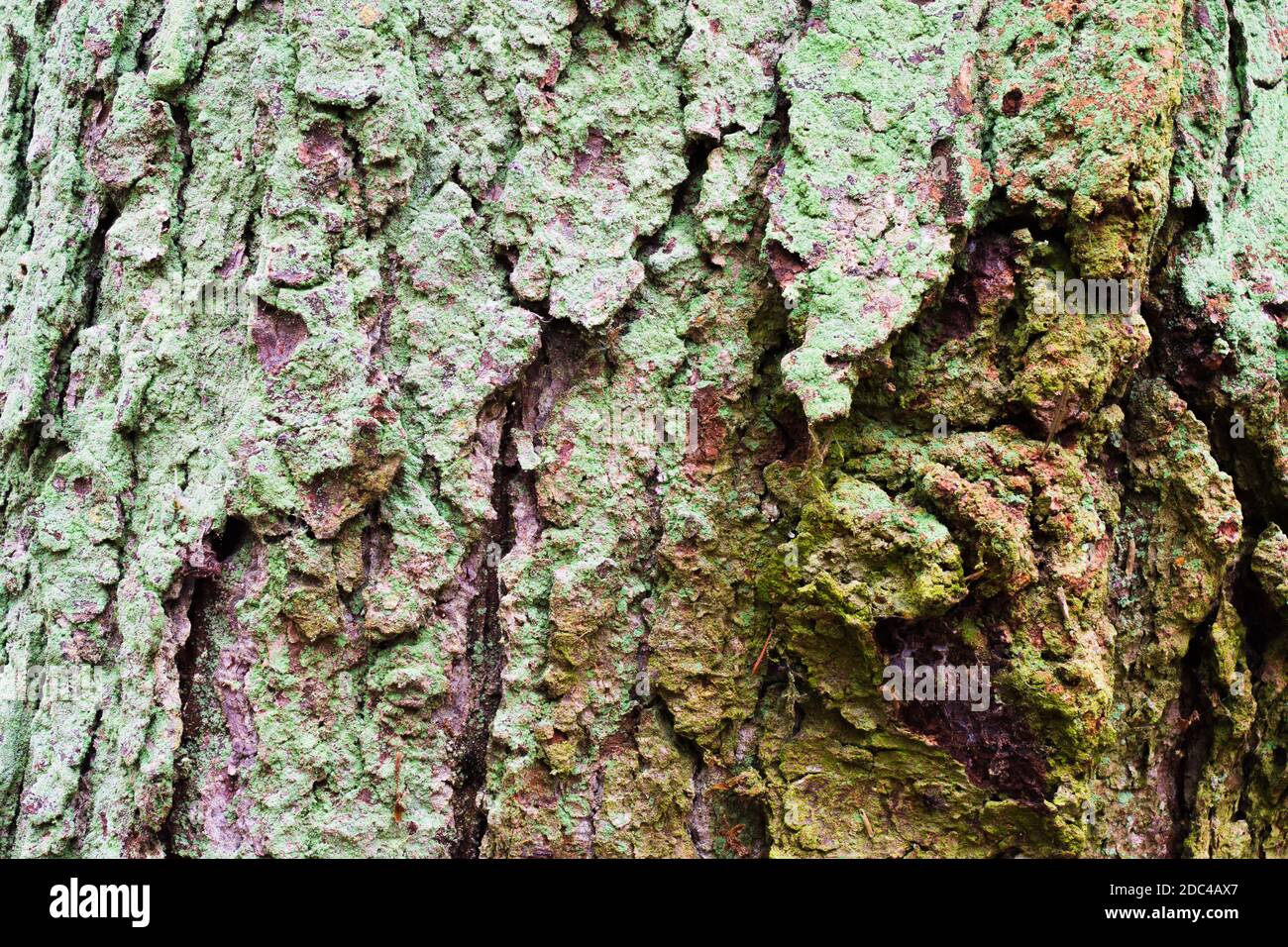 Écorce d'arbre avec des cruches profondes et une mousse turquoise pâle Banque D'Images