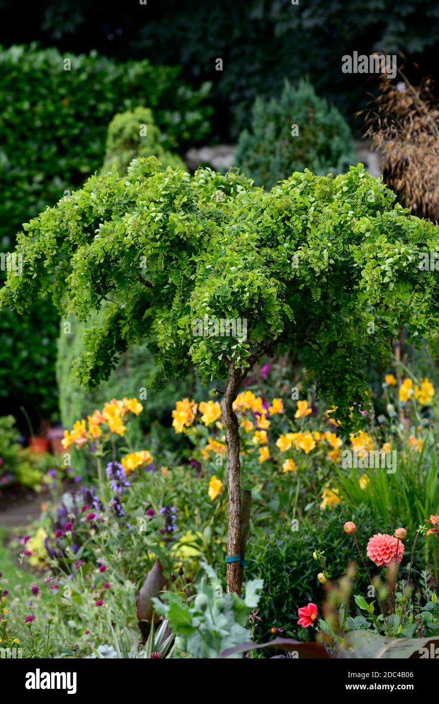 Standard de wisteria, wisteria formé dans arbre, wisterias, taillé, formé, lit mixte, frontière mixte, jardin, jardins, RM Floral Banque D'Images