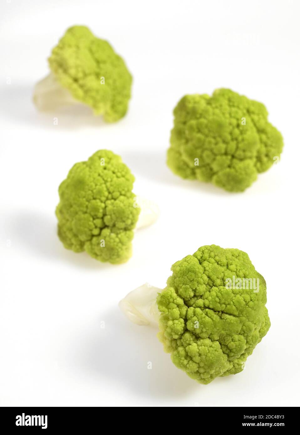 Chou-fleur vert brassica oleracea AGAINST WHITE BACKGROUND Banque D'Images