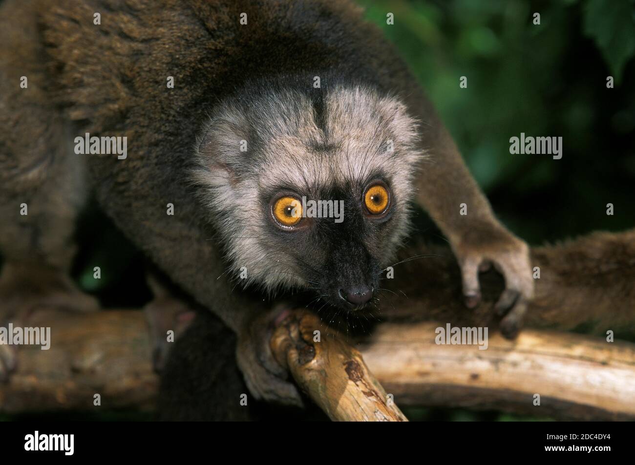 La façade blanche LÉMURIEN BRUN Eulemur fulvus albifrons, PORTRAIT D'HOMME Banque D'Images