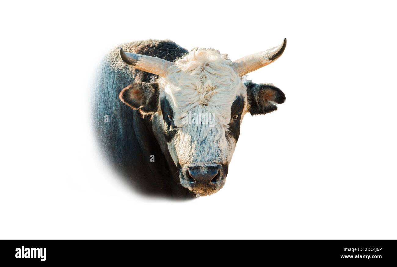symbole bull de l'année 2021 isolé sur blanc Banque D'Images