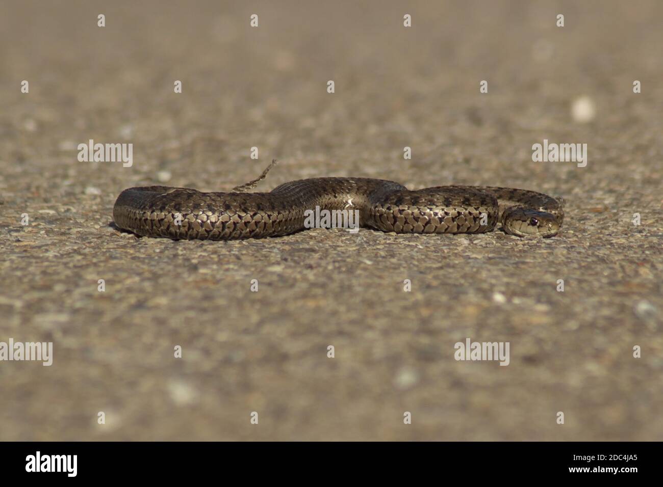 Un serpent de Garter terrestre de l'Ouest Albertan que j'ai traversé Une promenade en vélo entre Banff et Canmore Banque D'Images