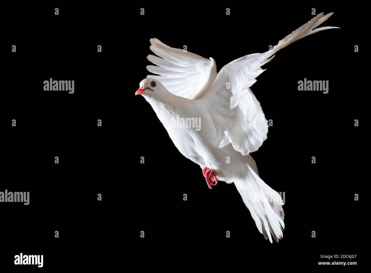 colombe sacrée blanche volant sur fond noir Banque D'Images