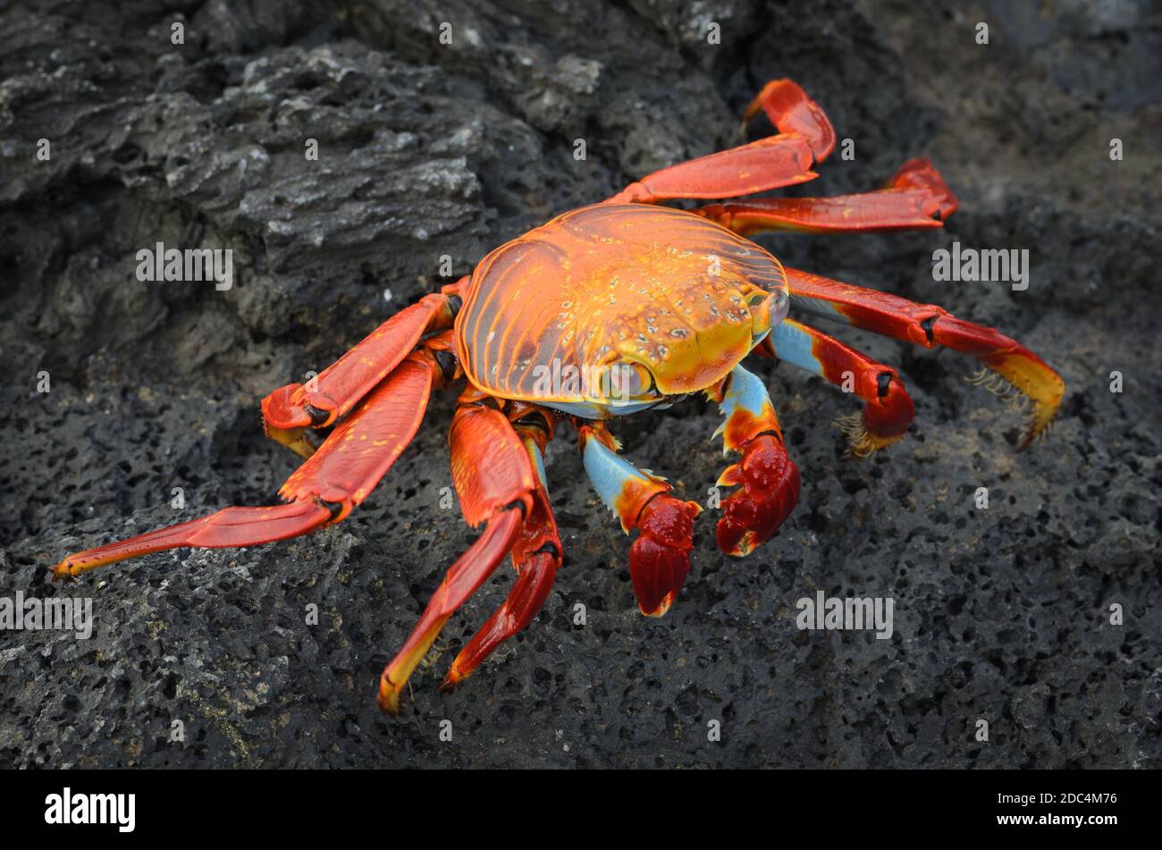 Sally Lightfoot Crab (Grapsus) sur la roche de lave noire, parc national des îles Galapagos, Équateur Banque D'Images