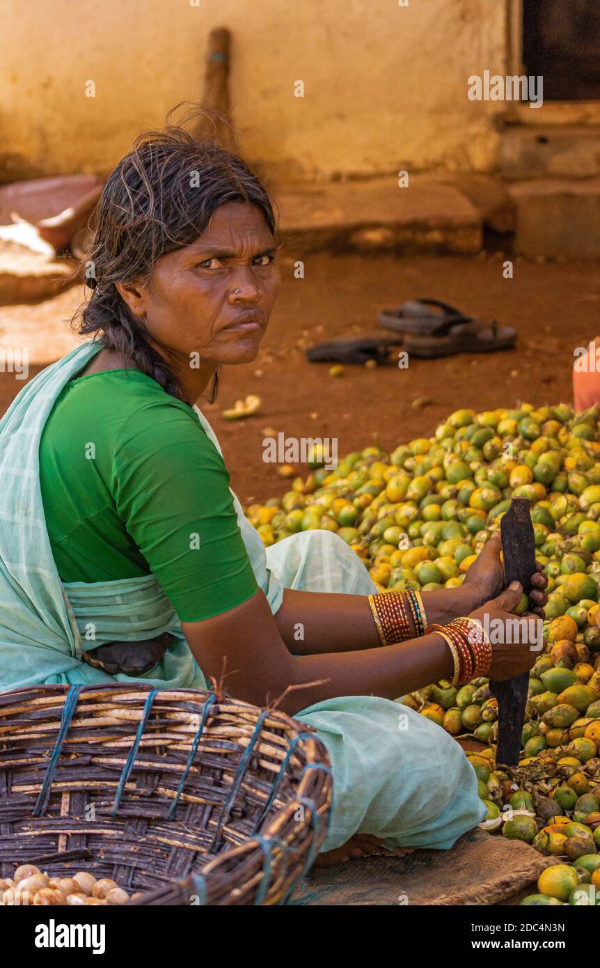 Kadenahalli, Karnataka, Inde - 3 novembre 2013 : vue de face d'une femme assise qui coupe des noix de bétel fraîchement récoltées, en enlevant la viande verte Banque D'Images