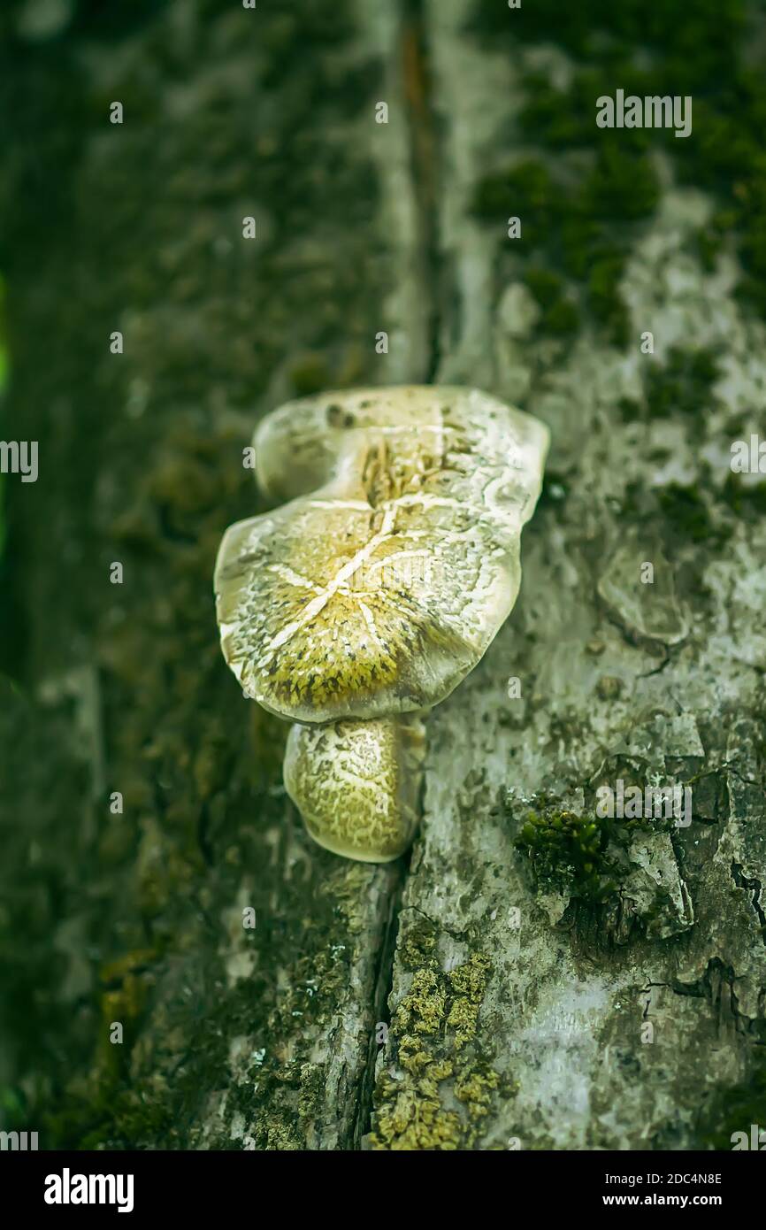 Champignons poussant sur une écorce d'arbre. Symbiose des organismes biologiques vivants. Banque D'Images