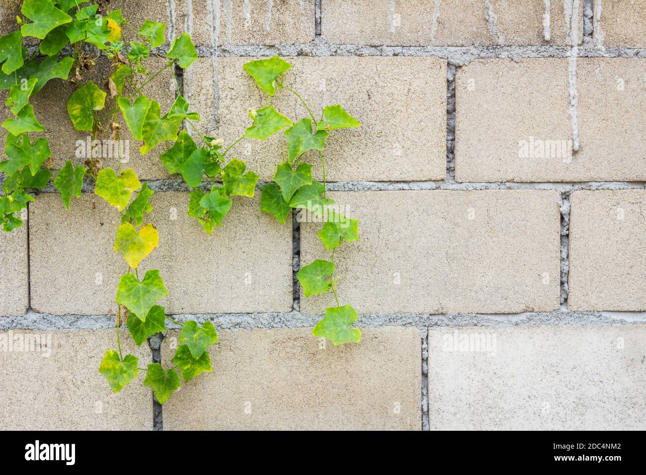 Mur en brique creuse avec Lvy Gourd vert Banque D'Images