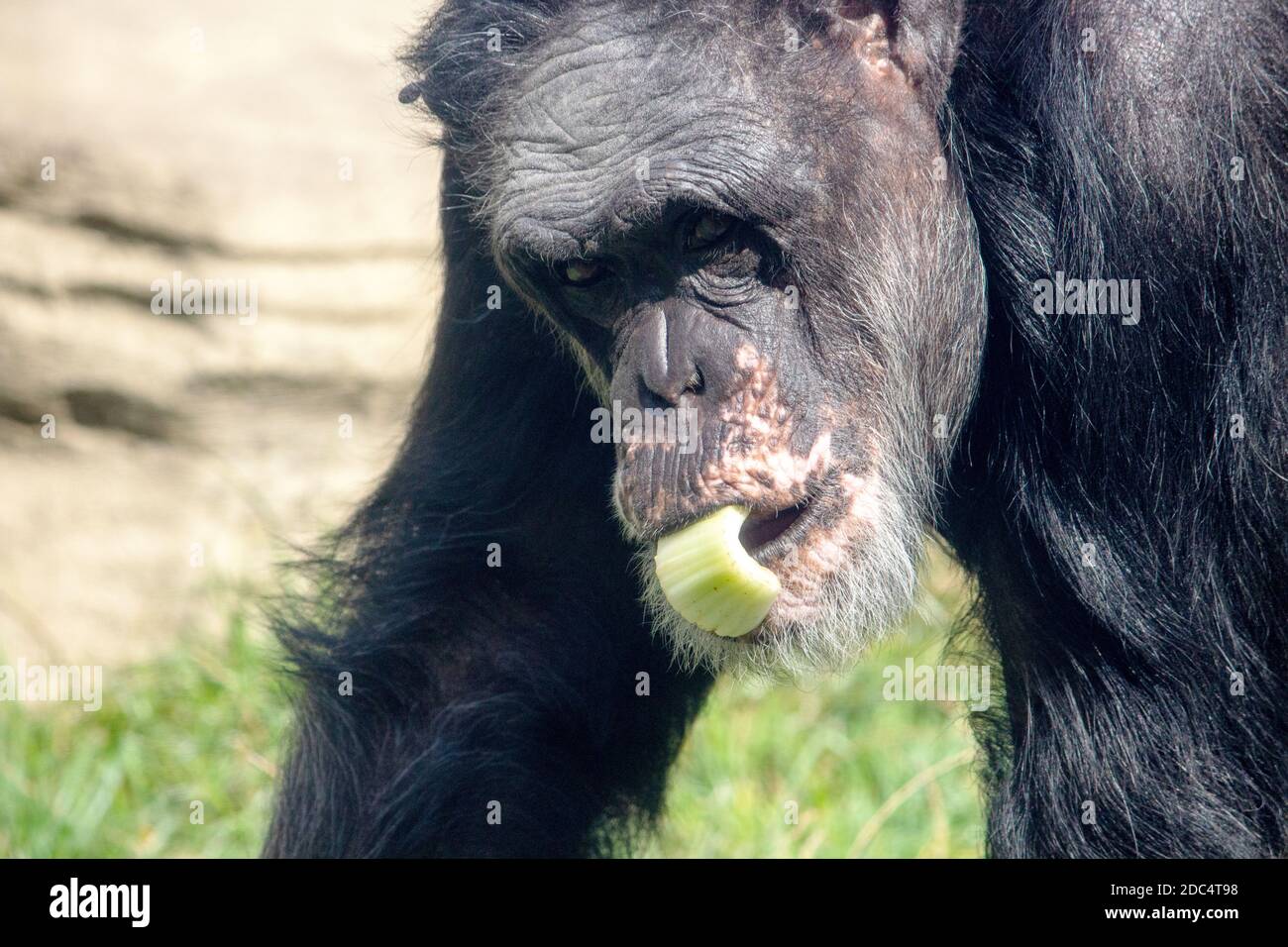 Photo portrait d'un chimpanzé adulte avec des légumes dans son bouche Banque D'Images