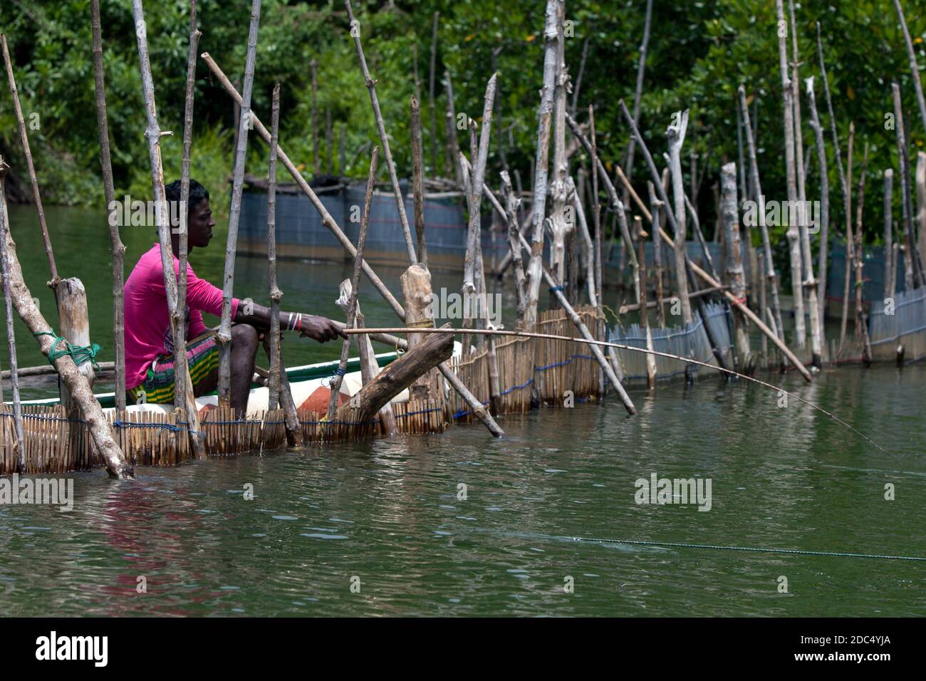 Un homme qui pêche la crevette à partir d'un canoë près d'une barrière sur la rivière Madu à Balapitiya au Sri Lanka. Banque D'Images