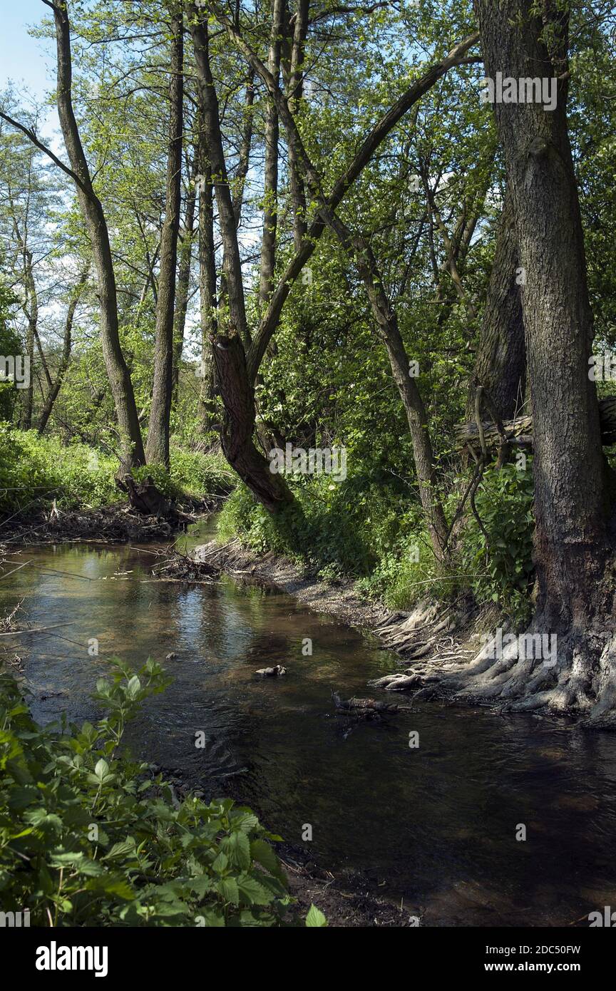 Polska Pologne Polen, Grande Pologne, Großpolen; petite rivière qui coule parmi les épaisches et les vieux alders. Ein kleiner Fluss, der zwischen alten Erlen fließt. Banque D'Images