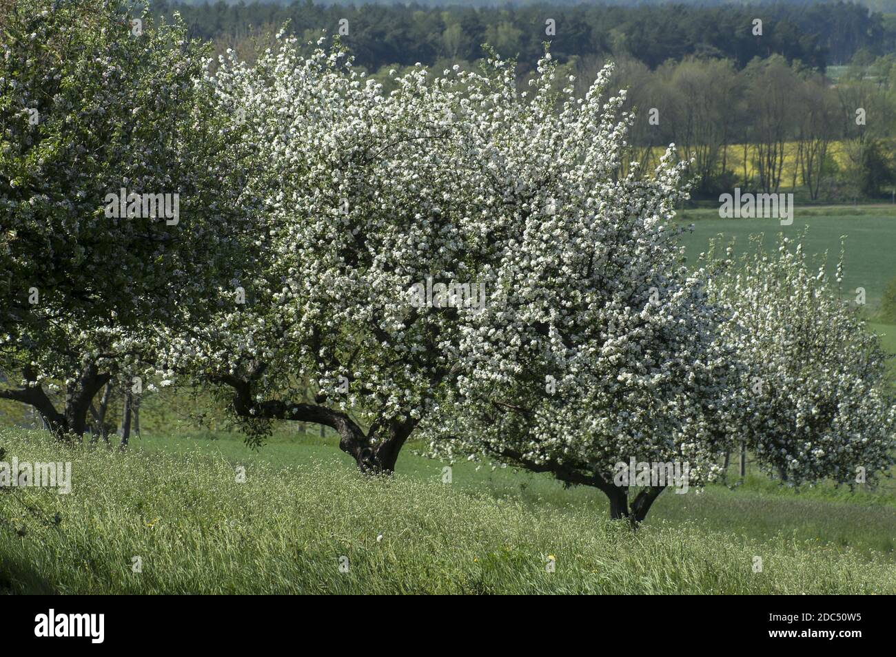 Polska, Pologne, Polen, Grande Pologne, Großpolen; Blooming grands pommiers debout dans un champ, un paysage de printemps typique de la campagne polonaise Banque D'Images