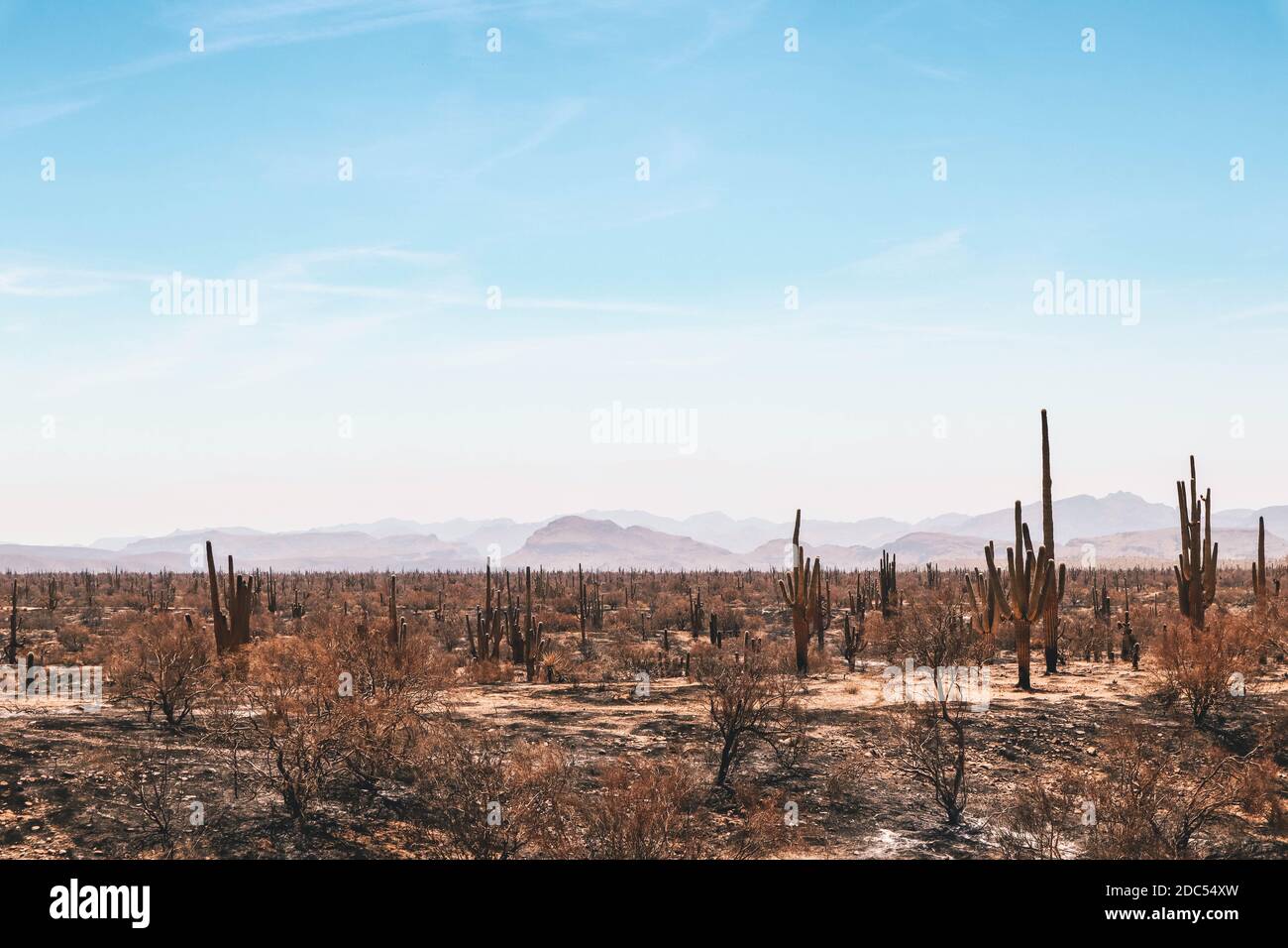 Groupe de Saguaros après un feu dans le désert près de Phoenix Arizona Banque D'Images