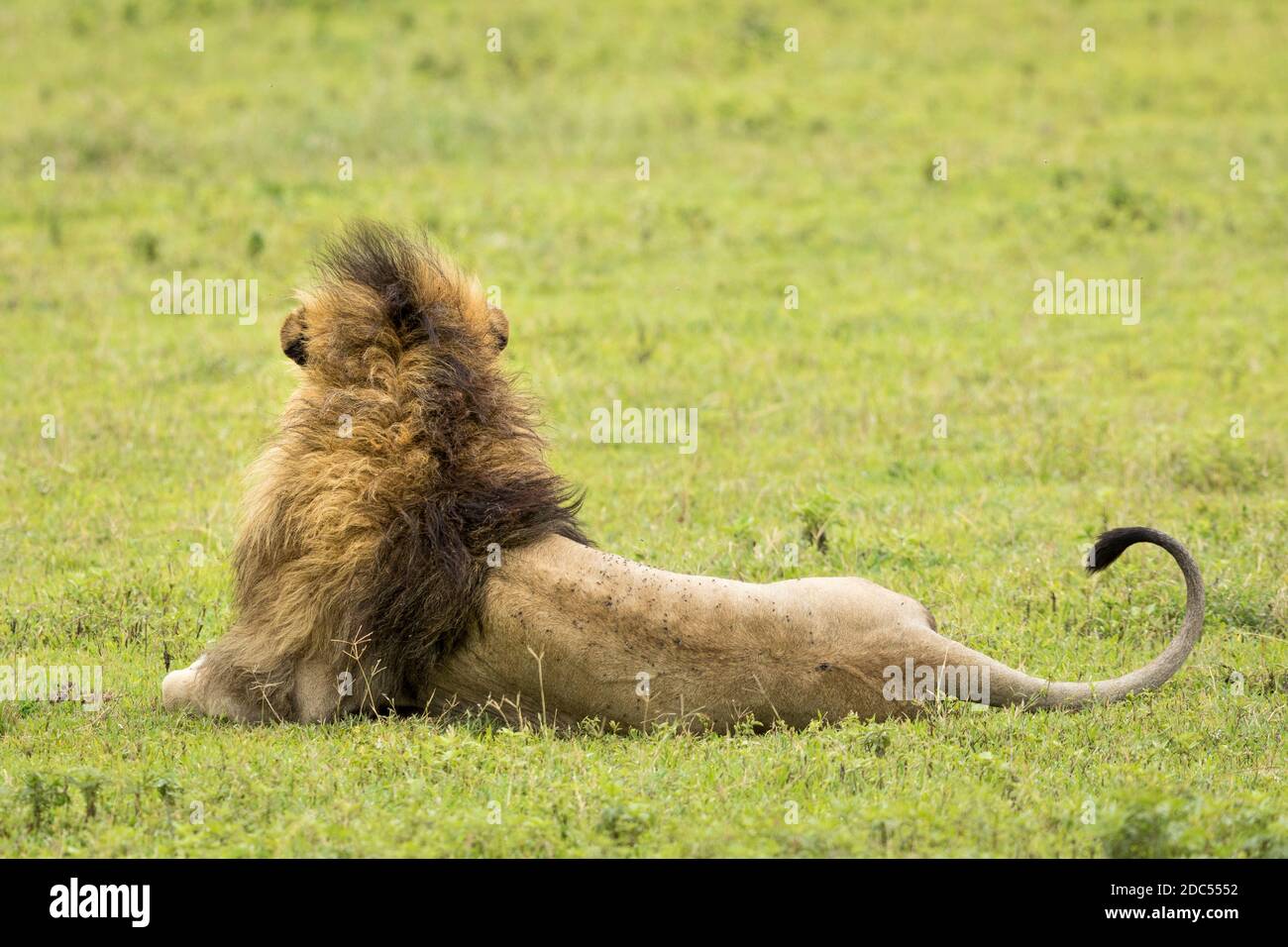 Arrière du lion mâle avec une grande manie couchée sur le vert Plaine dans le cratère de Ngorongoro en Tanzanie Banque D'Images