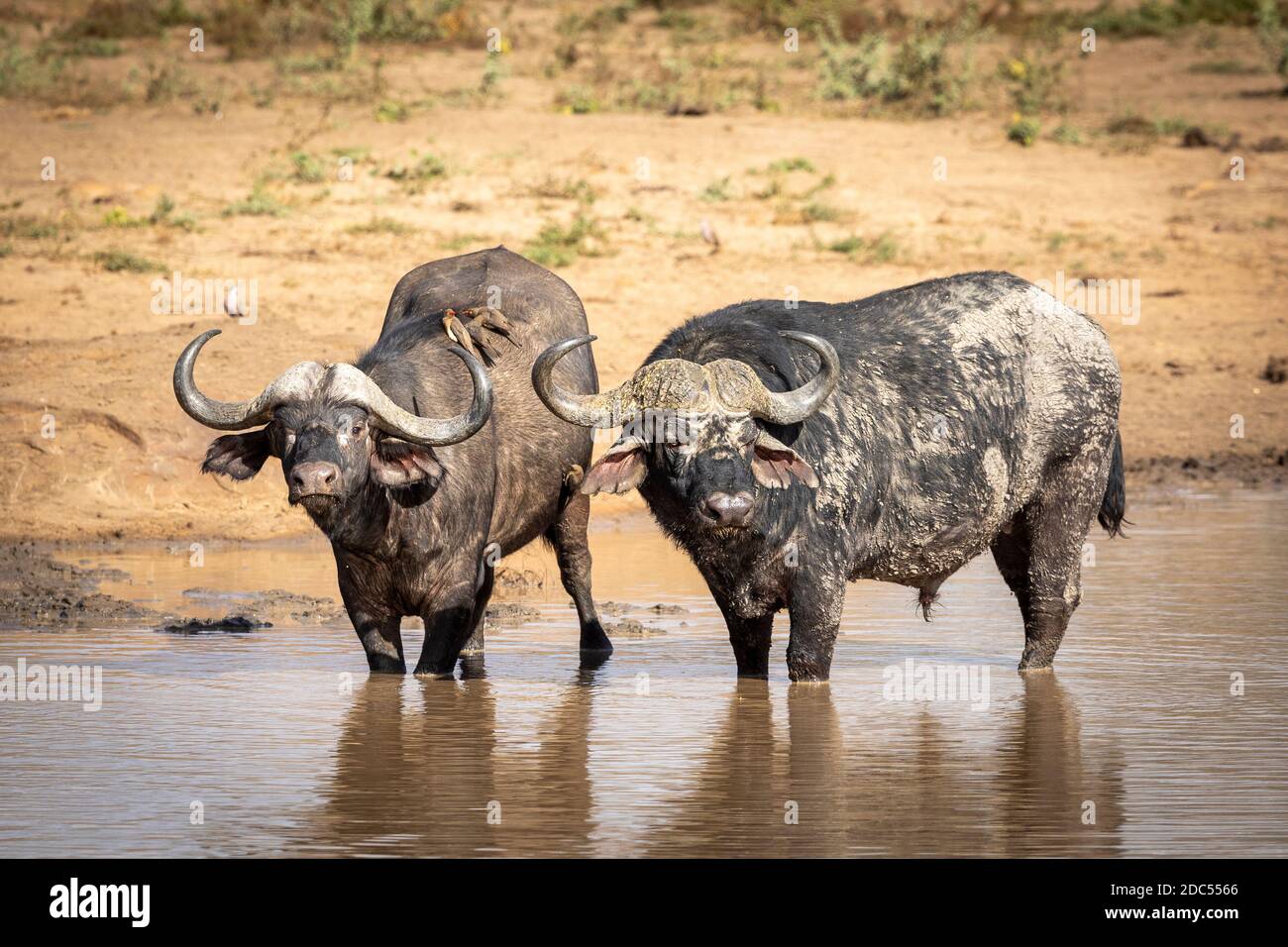 Grand taureau de buffle et une femelle avec des packers de boeuf elle se tient debout dans l'eau boueuse peu profonde et regarde en alerte Kruger Park en Afrique du Sud Banque D'Images