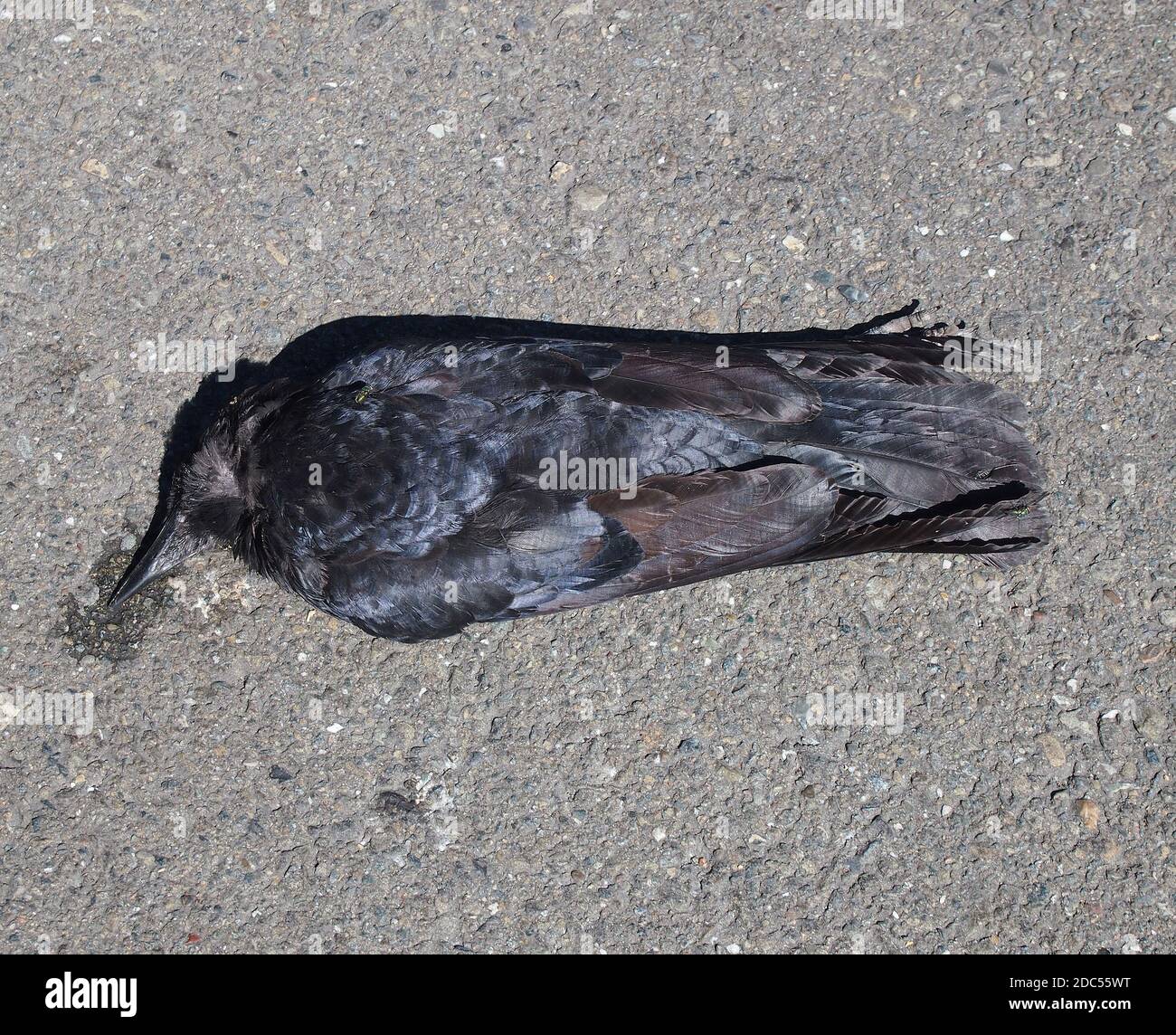 Dead Common Raven, Corvus corax, Union City, Californie Banque D'Images