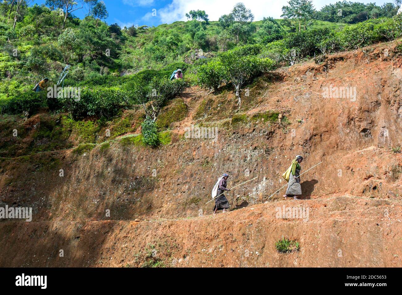 Deux cueilleurs de thé (pluckers) se dirigent pour travailler via une piste de falaise dans une plantation près de Nuwara Eliya dans le haut pays du Sri Lanka. Banque D'Images