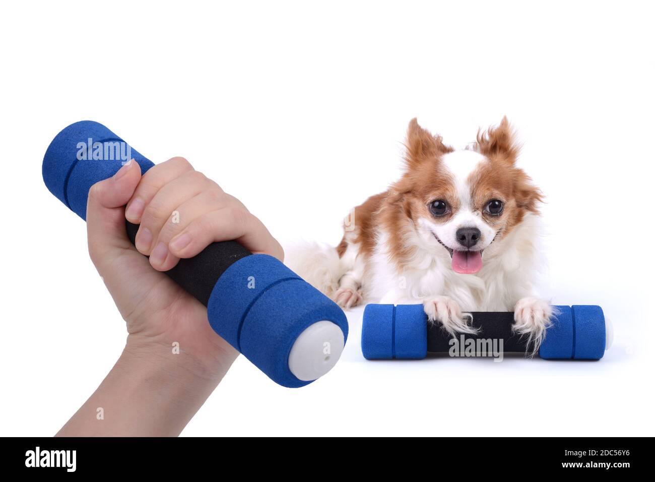Quelqu'un main tenant dumbbell excercise avec chien chiwawa pour la vie saine sur fond blanc.d. Banque D'Images