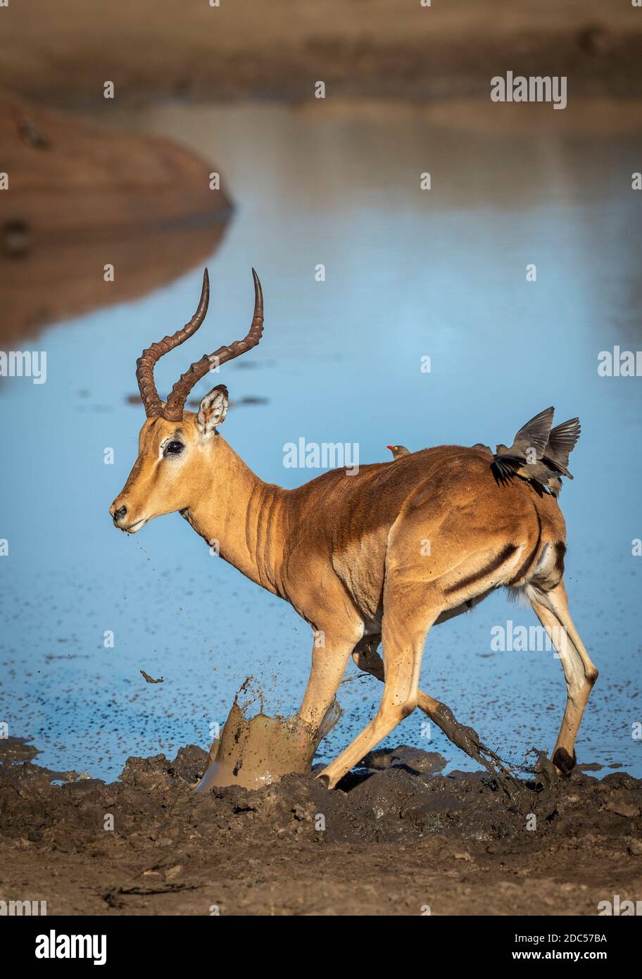 Antilope de l'Impala qui coule dans la boue au bord de l'eau Avec des packers de boeuf sur son dos dans Kruger Park in Afrique du Sud Banque D'Images